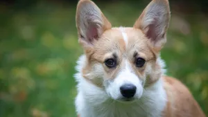 可爱威尔士柯基犬图片_5