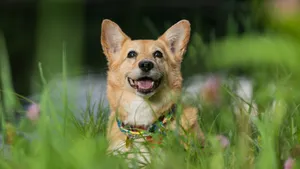 可爱威尔士柯基犬图片_6