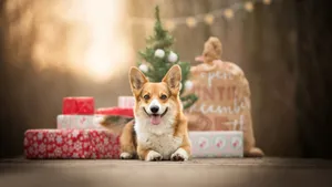 可爱威尔士柯基犬图片_7