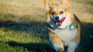可爱威尔士柯基犬图片_8