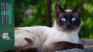 高清猫咪大图壁纸_3
