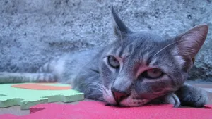 高清猫咪大图壁纸_5