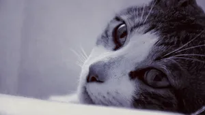 高清猫咪大图壁纸_6