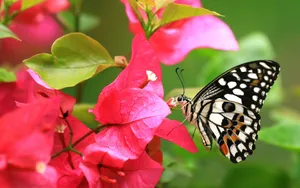 花蝴蝶图片_9