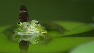 高清青蛙图片大全_5