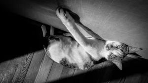 猫咪睡姿图片大全_3