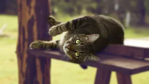 猫咪睡姿图片大全_4