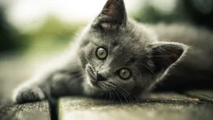 猫咪睡姿图片大全_5