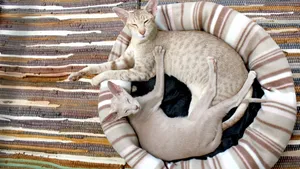 猫咪睡姿图片大全_7