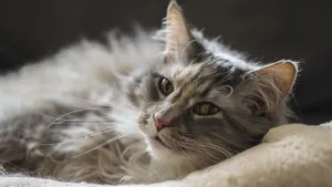 猫咪睡姿图片大全_8