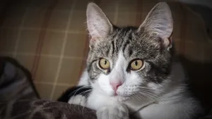 猫咪睡姿图片大全_9
