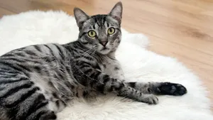 猫咪睡姿图片大全_10