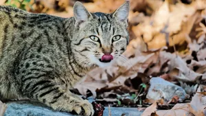 乖巧可爱的小猫咪图片壁纸_3