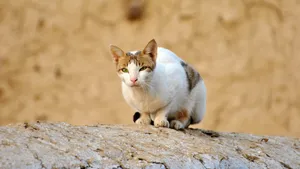 乖巧可爱的小猫咪图片壁纸_6