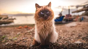乖巧可爱的小猫咪图片壁纸_8