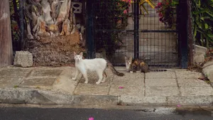乖巧可爱的小猫咪图片壁纸_9