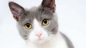 乖巧可爱的小猫咪图片壁纸_10