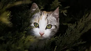 乖巧可爱的小猫咪图片壁纸_11