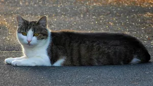 流浪猫图片_4