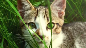 猫咪5k高清图片大全_2