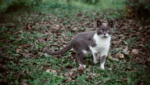 猫咪5k高清图片大全_3