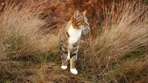 猫咪5k高清图片大全_4