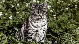 猫咪5k高清图片大全_5
