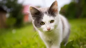 猫咪5k高清图片大全_6