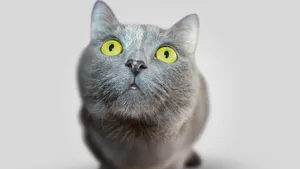 猫咪5k高清图片大全_7