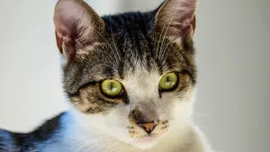 猫咪5k高清图片大全_8