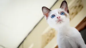 猫咪5k高清图片大全_9