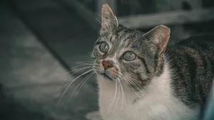 猫咪5k高清图片大全_11