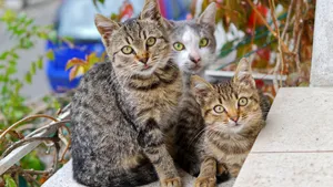 猫咪5k高清图片大全_12