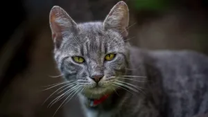 猫咪5k高清图片大全_13