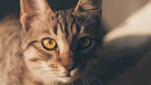 猫咪5k高清图片大全_14