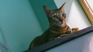 小猫家猫图片