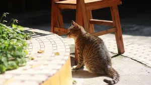 小猫家猫图片_2