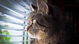 小猫家猫图片_3