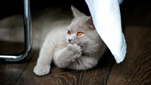 小猫家猫图片_4