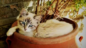 小猫家猫图片_5