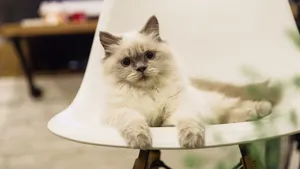 小猫家猫图片_6