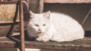 小猫家猫图片_7