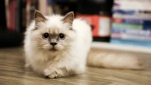 小猫家猫图片_8