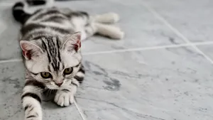 小猫家猫图片_9