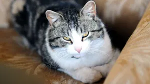 可爱的小猫咪图片大全_5
