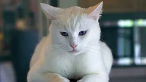 可爱的小猫咪图片大全_6