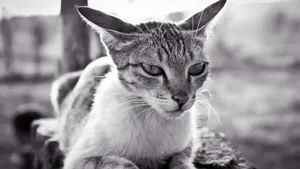 可爱的小猫咪图片大全_8