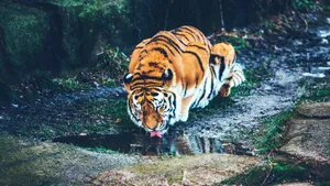 狮子老虎图片_3