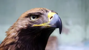 猛禽老鹰图片_7