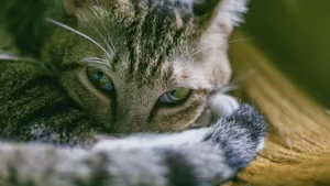 可爱的小猫咪图片_2